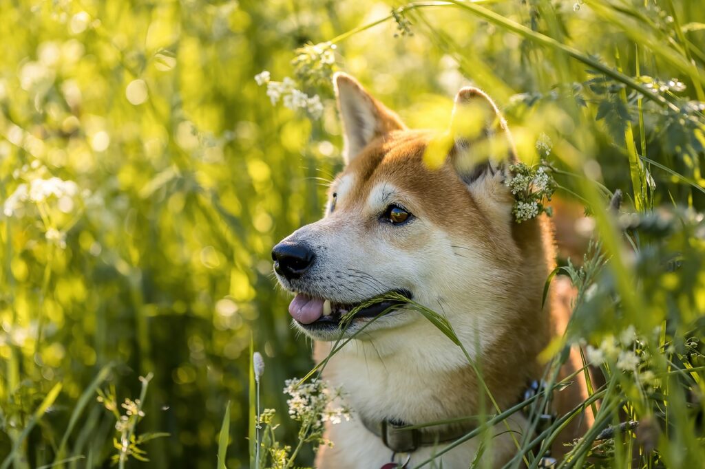 Investors Start to Withdraw Shiba Inu Token Investors Start to Withdraw Shiba Inu Token