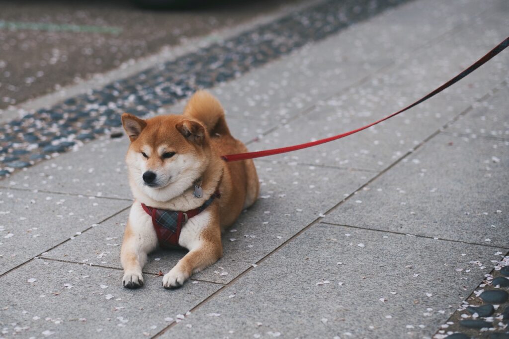Robinhood CEO Tells Conditions for Dogecoin to Become “Internet Currency” Robinhood CEO Tells Conditions for Dogecoin to Become “Internet Currency”