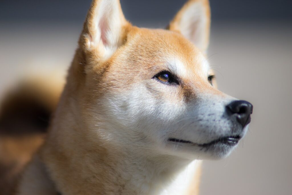 Price of Meme Altcoin Dogecoin Rises by 25% in a Week