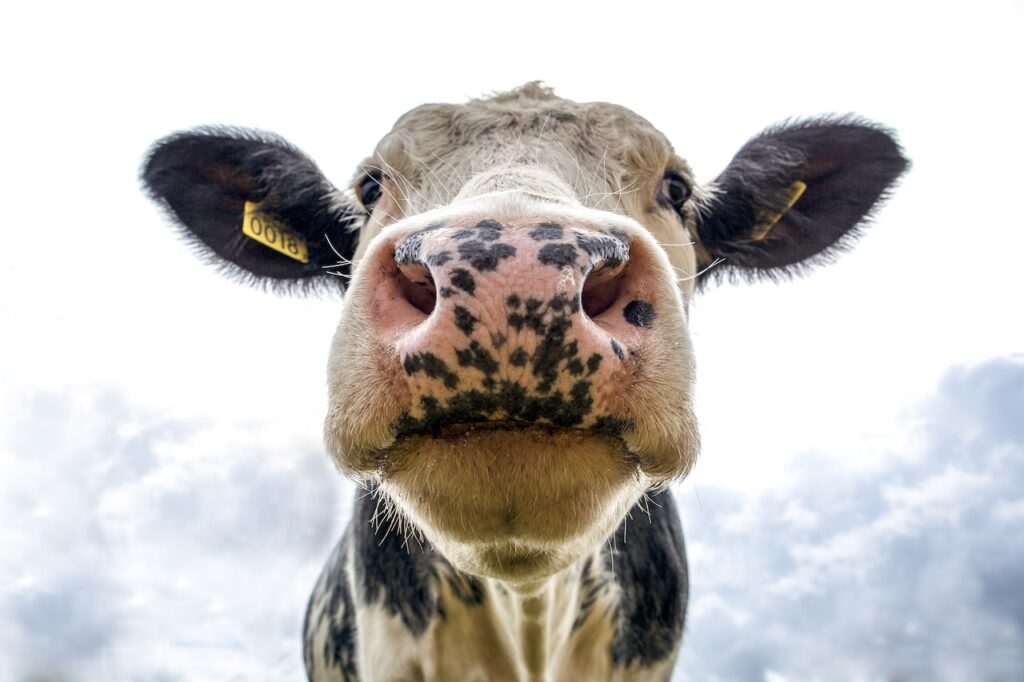 An Irish Farmer Wants to Mine BTC Using Cow Dung An Irish Farmer Wants to Mine BTC Using Cow Dung