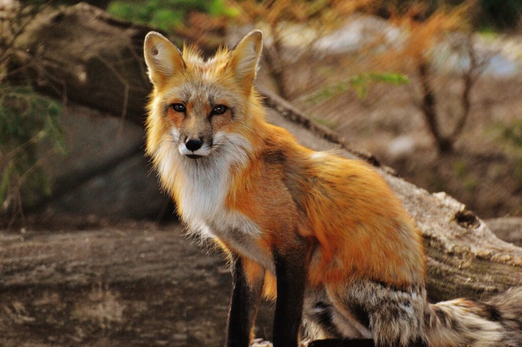 MetaMask Adds Option to Buy Crypto for Fiat MetaMask Adds Option to Buy Crypto for Fiat