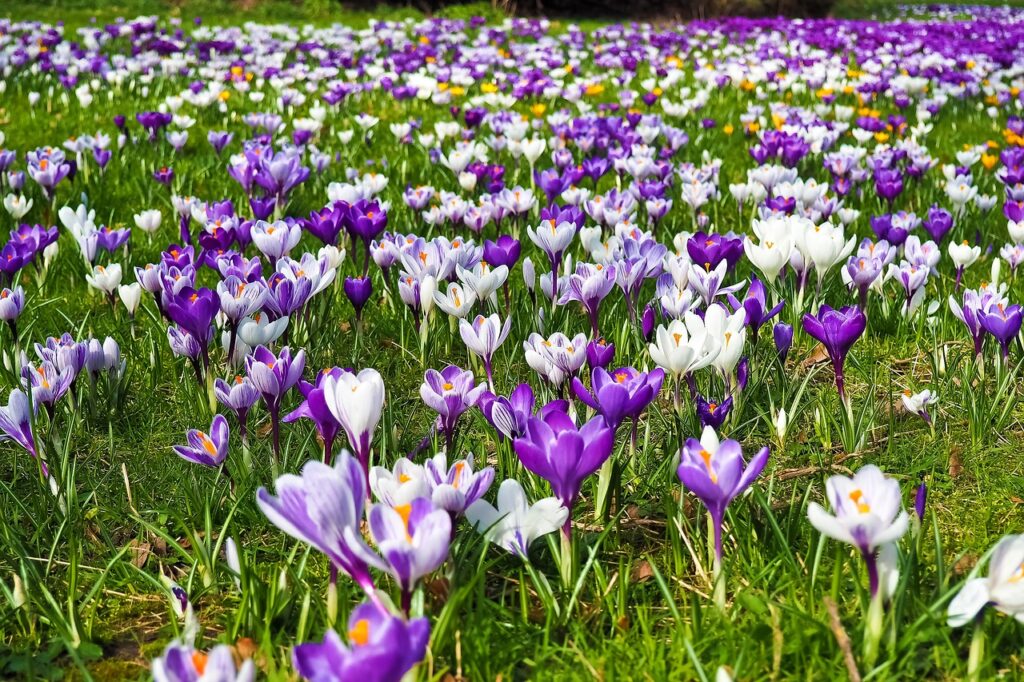 Ballet App Founder Bobby Lee: Spring is Coming for Bitcoin Ballet App Founder Bobby Lee: Spring is Coming for Bitcoin