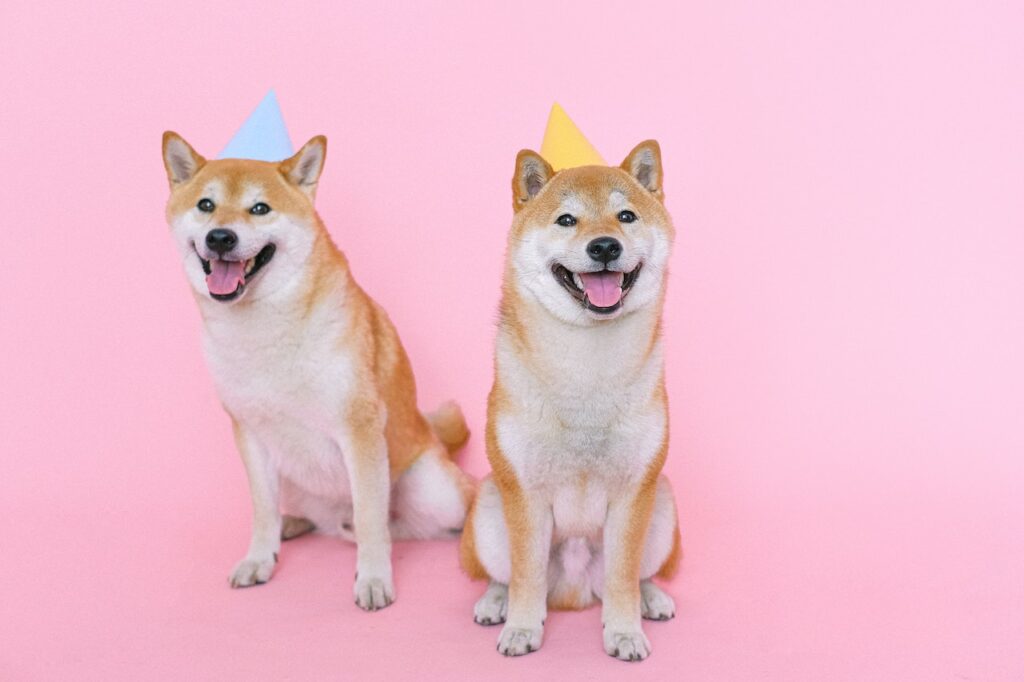 Dogecoin Price Rises Amid Increasing Number of Transactions