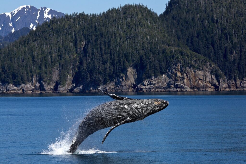 Tether Becomes 11th Largest BTC Whale Tether Becomes 11th Largest BTC Whale