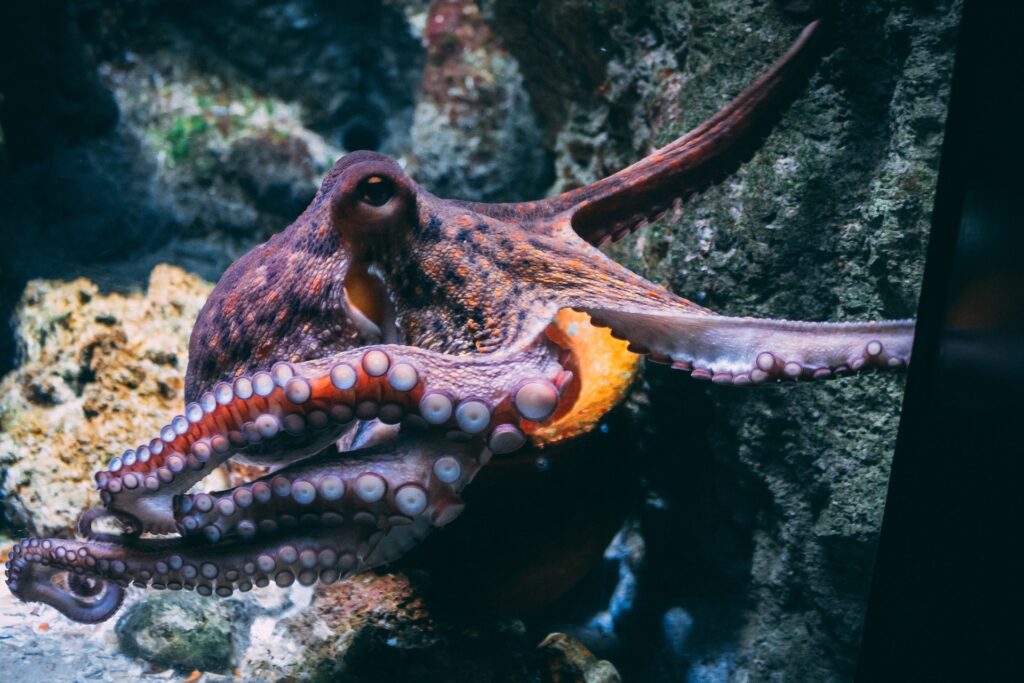 Kraken Plans to Offer Stock Trading to Customers Kraken Plans to Offer Stock Trading to Customers