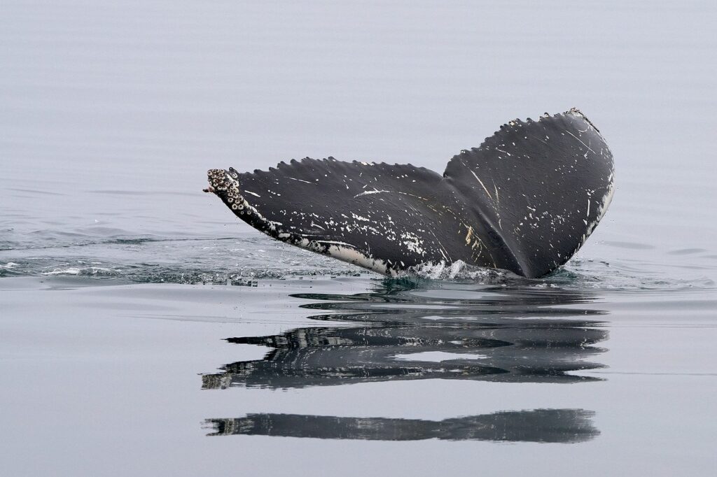 Ethereum Whale Reserves Reach Highest Level in Seven Years Ethereum Whale Reserves Reach Highest Level in Seven Years