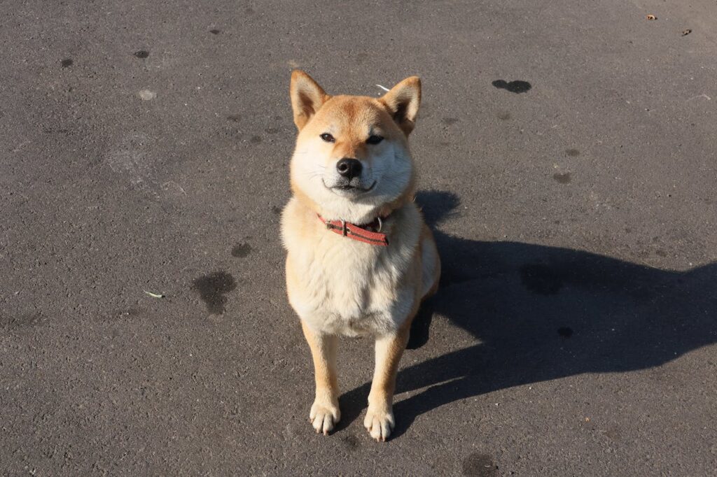 Shiba Inu Plans to Offer .shib Domain to SHIB Holders Shiba Inu Plans to Offer .shib Domain to SHIB Holders