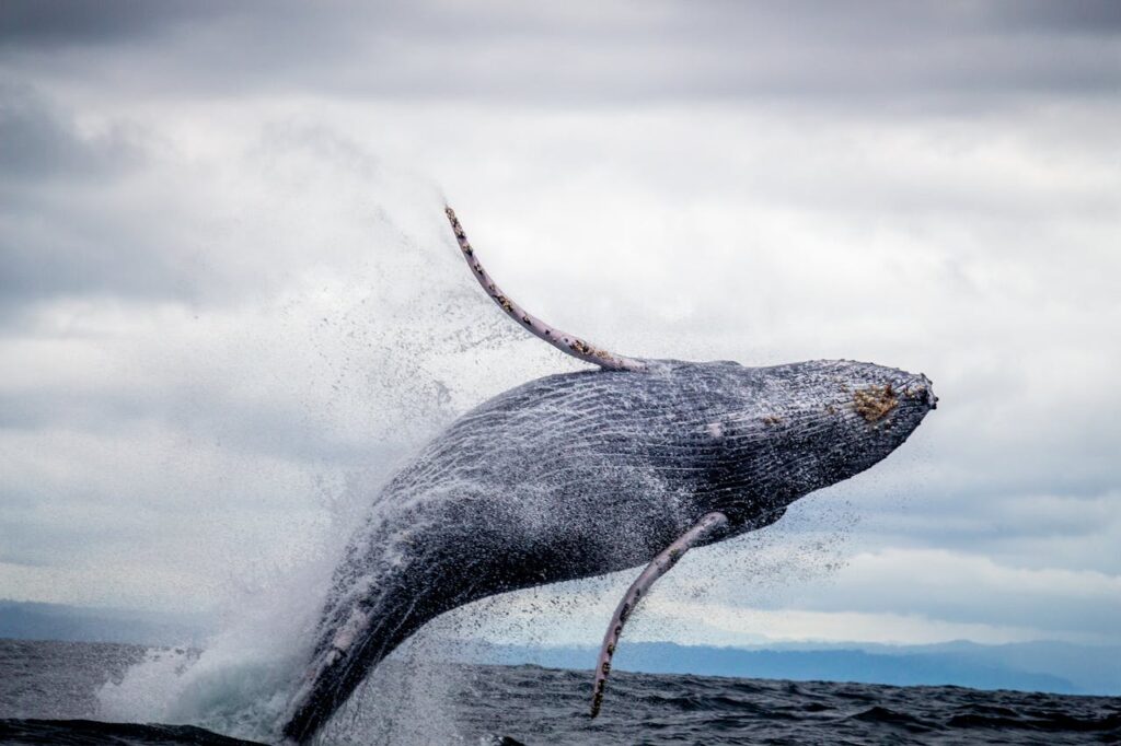 Bitcoin Whales Reach Highest Level in 3 Years Bitcoin Whales Reach Highest Level in 3 Years