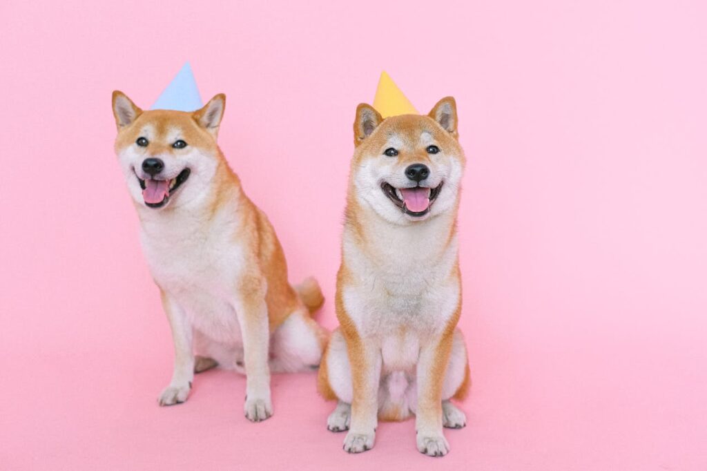 Bitwise Files Application for a Dogecoin ETF Bitwise Files Application for a Dogecoin ETF