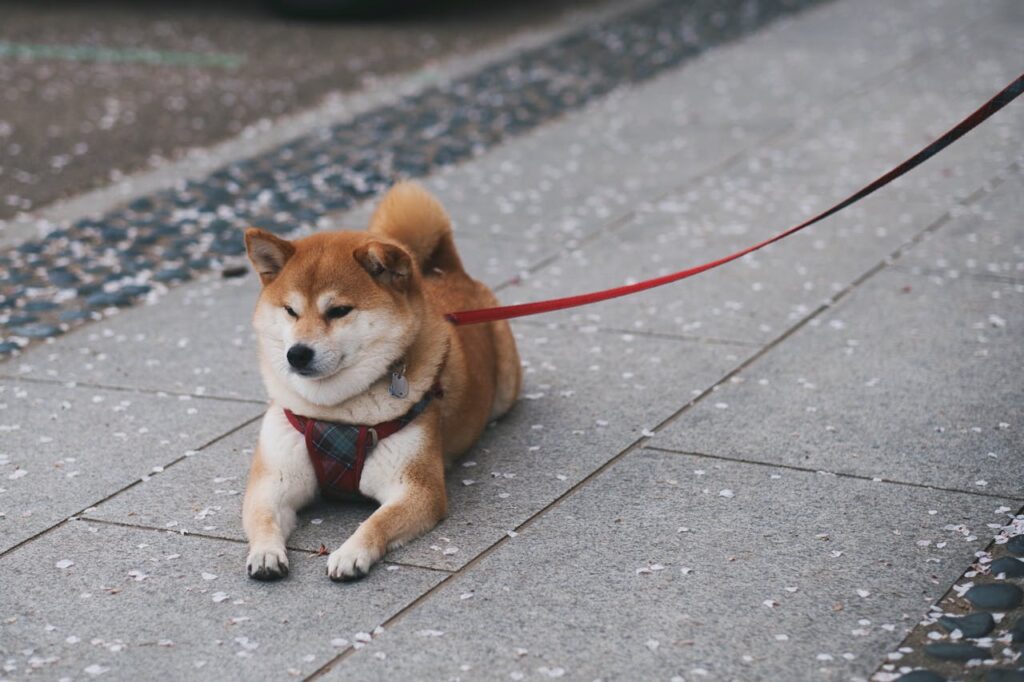 Bitwise Files for a DOGE ETF Bitwise Files for a DOGE ETF