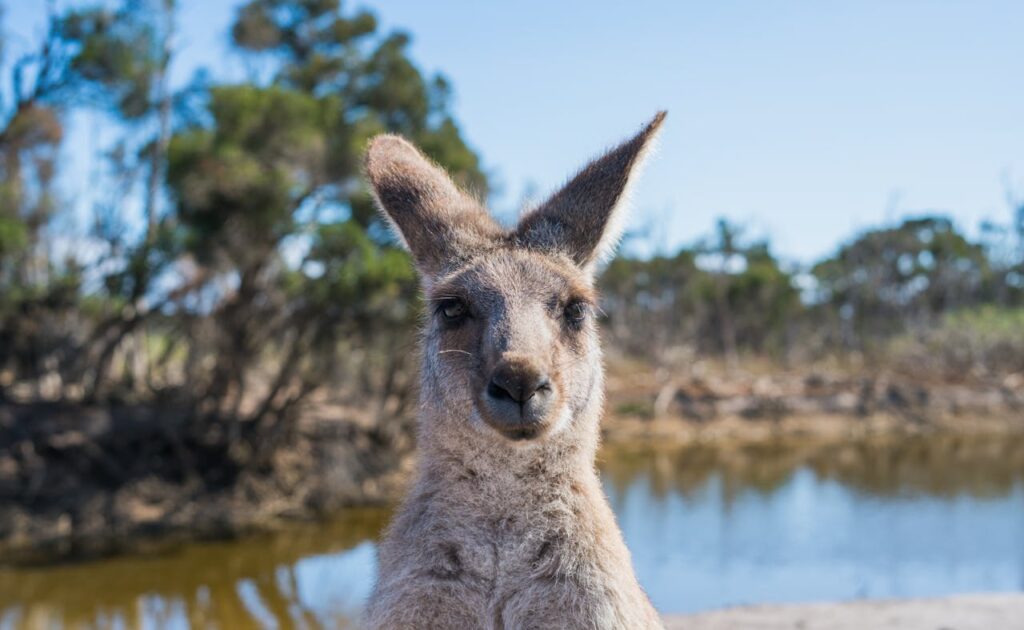 Australia Won’t Create a Crypto Reserve Australia Won’t Create a Crypto Reserve