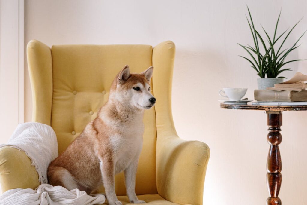 First Dogecoin ETF Launches as SEC Delays Another First Dogecoin ETF Launches as SEC Delays Another
