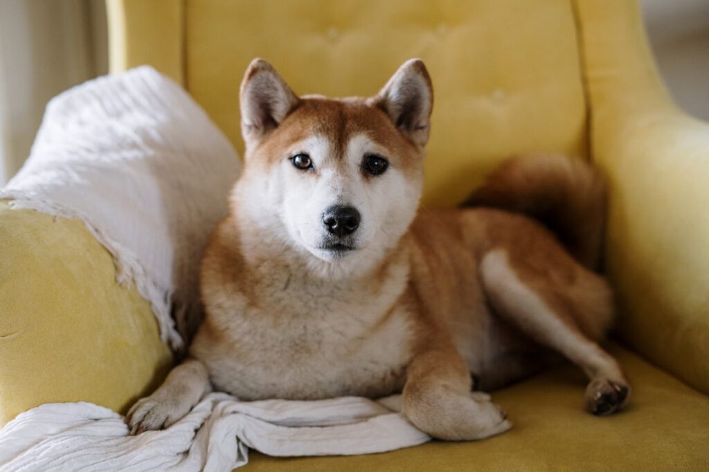 Bitwise’s Dogecoin ETF ‘BWOW’ Approved for Launch Bitwise’s Dogecoin ETF ‘BWOW’ Approved for Launch